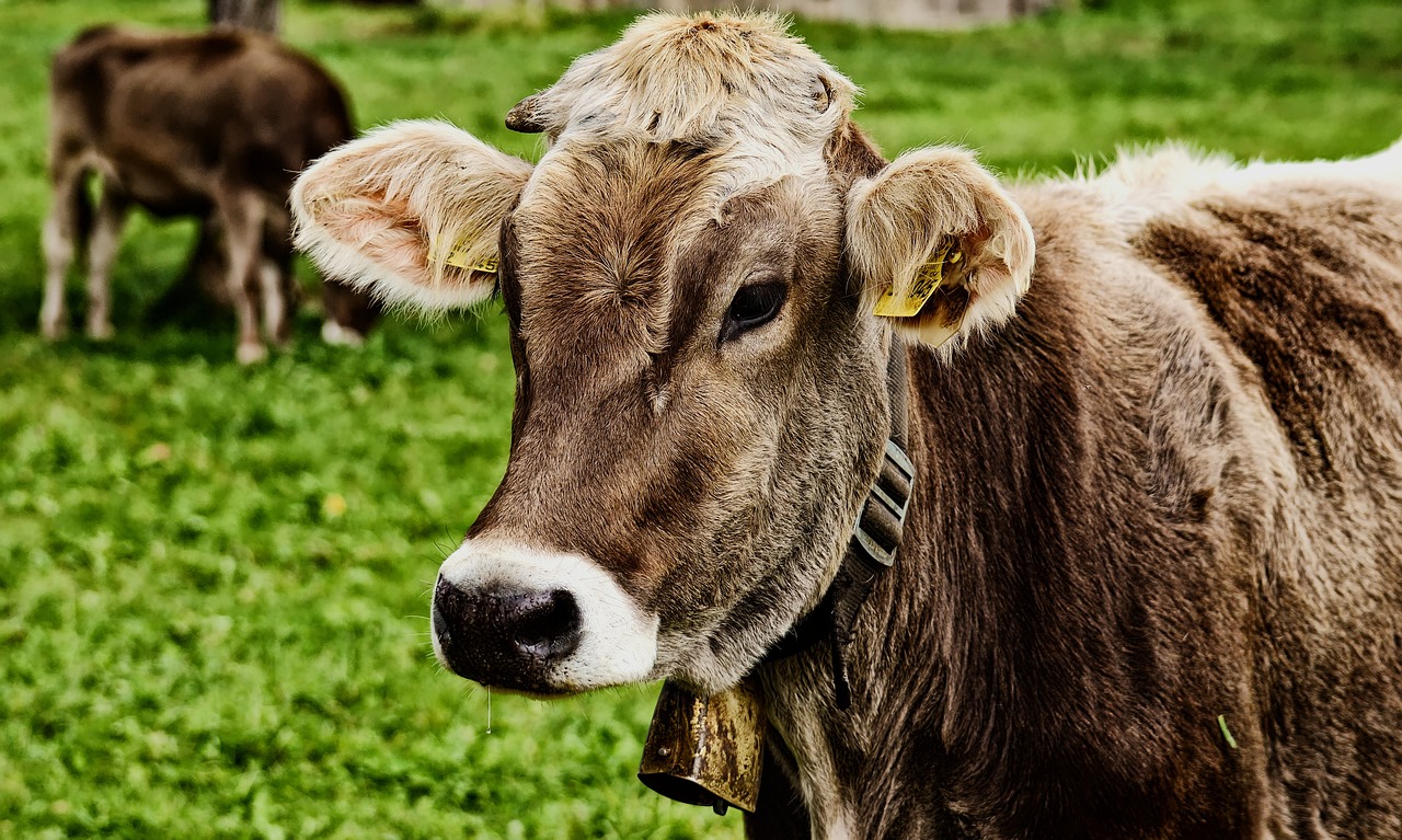 ¿Cuántos kilos de pienso come una vaca de carne al día?
