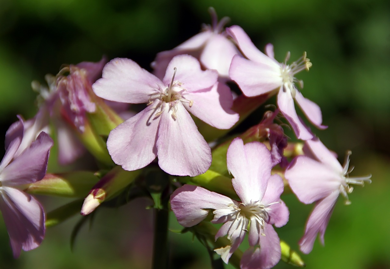 ¿Qué otro nombre tiene la saponaria?