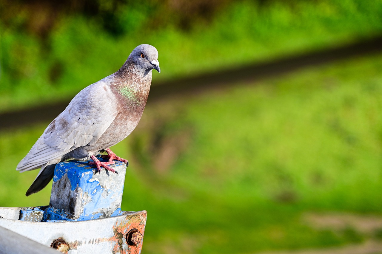 ¿Cómo hacen las palomas mensajeras para llegar a su destino?