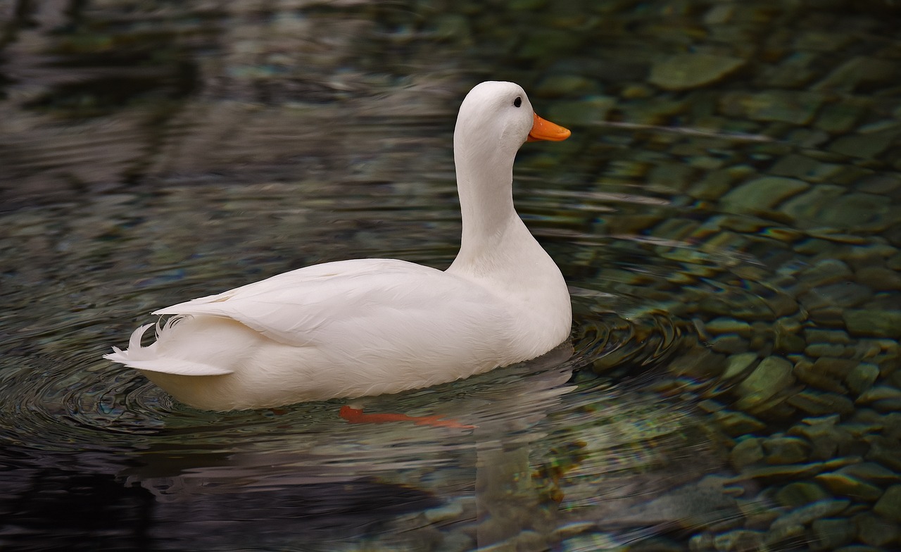 ¿Cómo saber si el pato Pekín es macho o hembra?