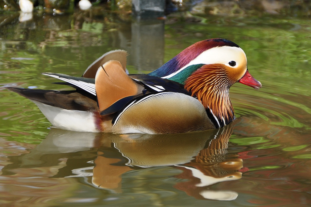 ¿Cómo se reproduce el pato mandarín?