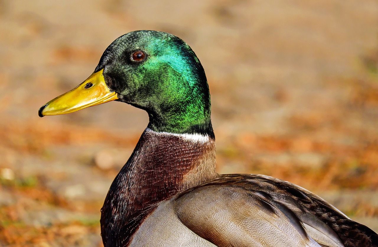 ¿Cuál es el sonido que hacen los patos?