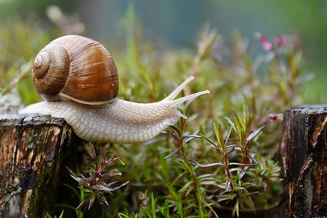 ¿Cuándo es la época de cría de los caracoles?