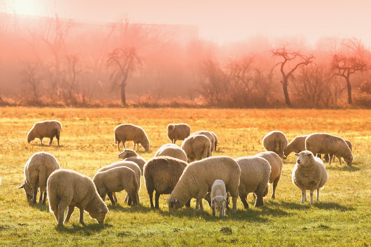 ¿Cuánto tiempo viven los animales de granja?