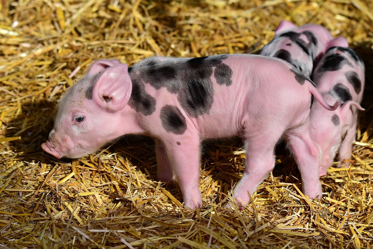 ¿Cuál es el buche de cerdo?