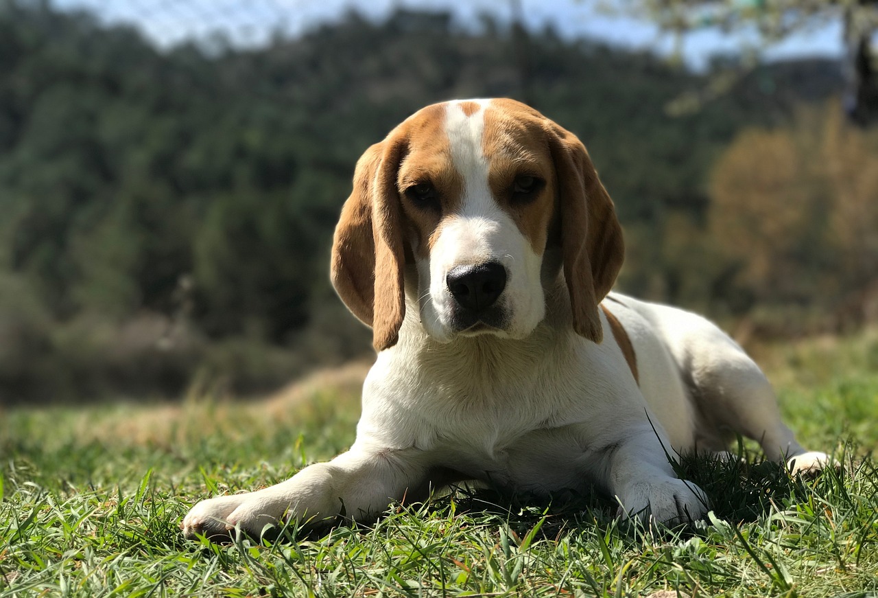 ¿Cuál es el precio de un Beagle?