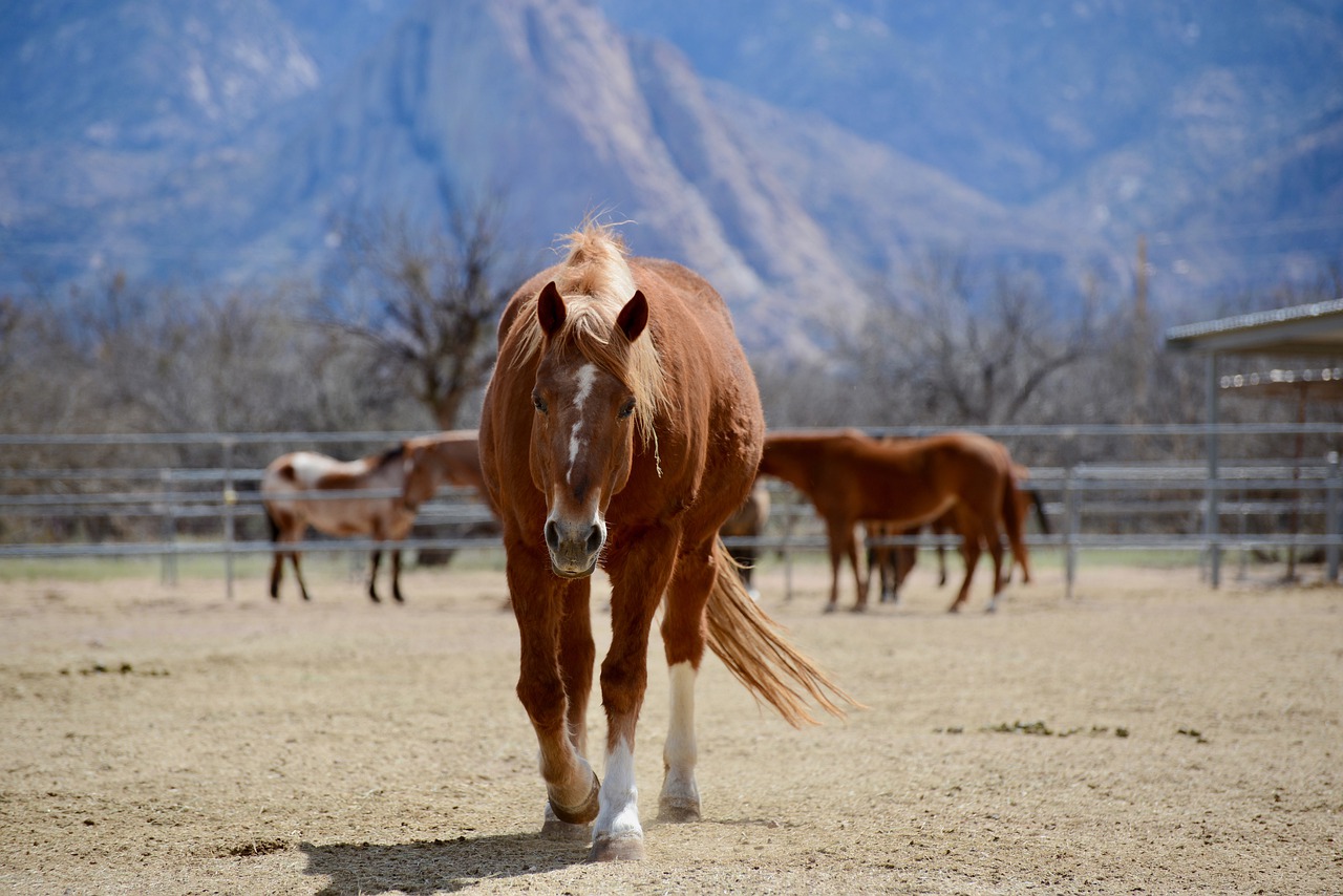 ¿Cuál es la mejor edad para castrar un caballo?