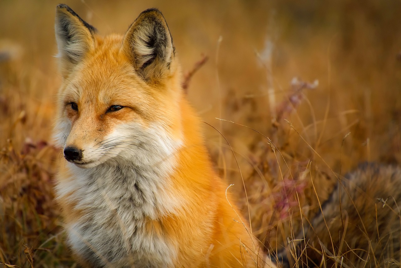 ¿Cuándo atacan los zorros a las gallinas?