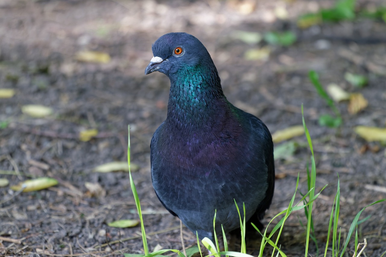 ¿Cuántas clases de palomas torcaces hay?