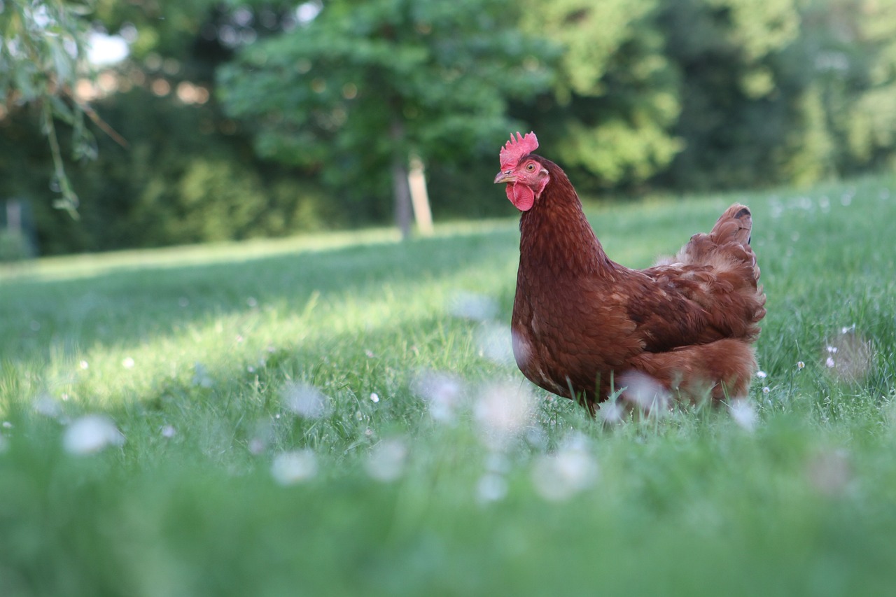 ¿Cuántas gallinas camperas para ser rentable?