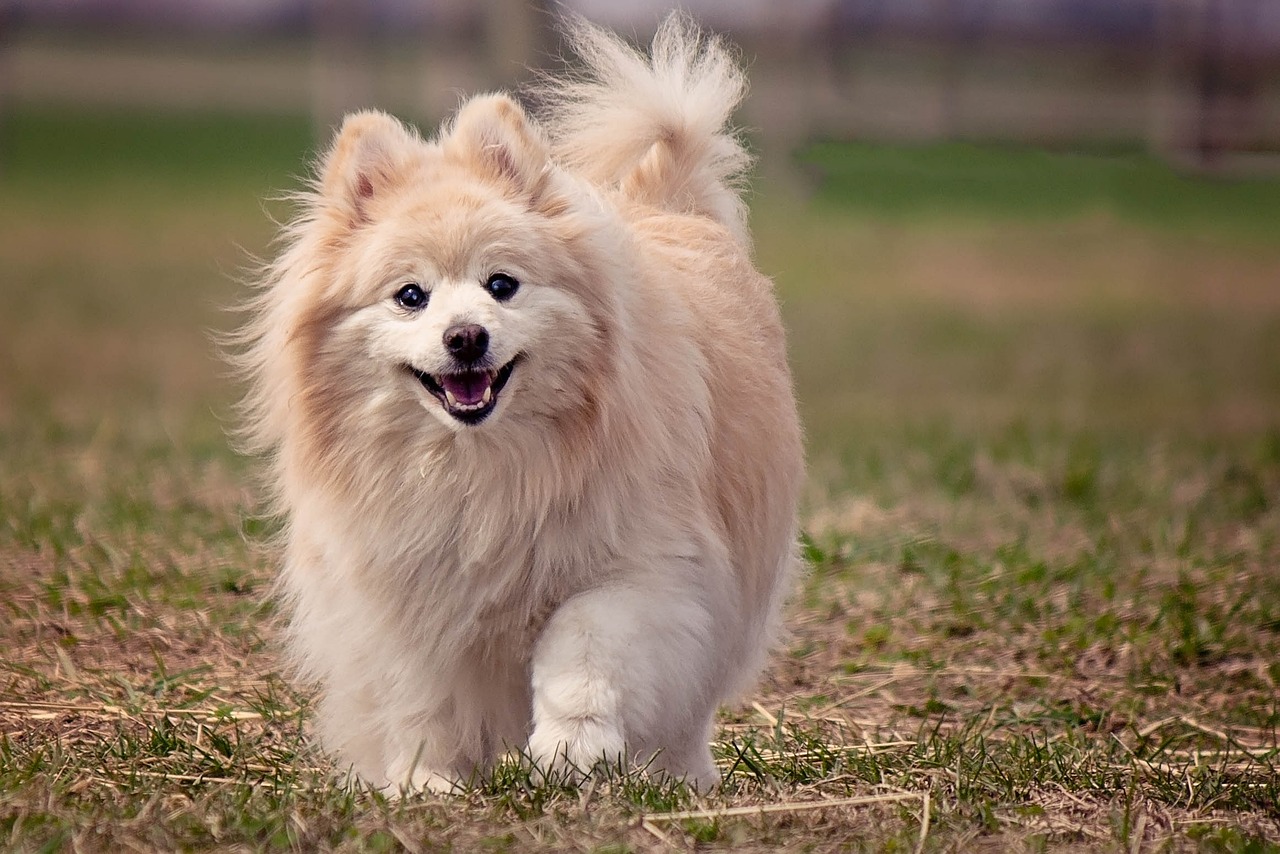 ¿Cuánto cuesta un perro pomerania original?