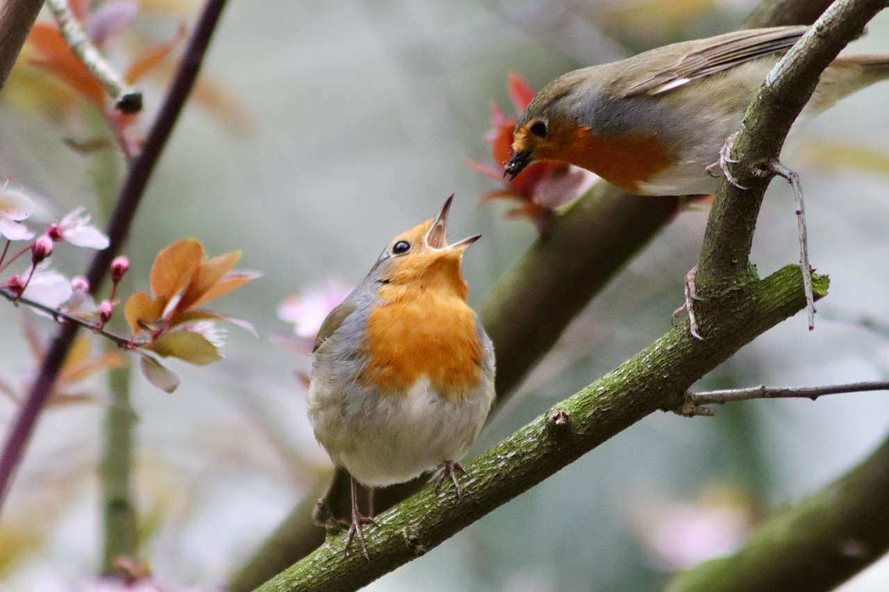 ¿Cuánto tiempo dura la crianza de pavos?