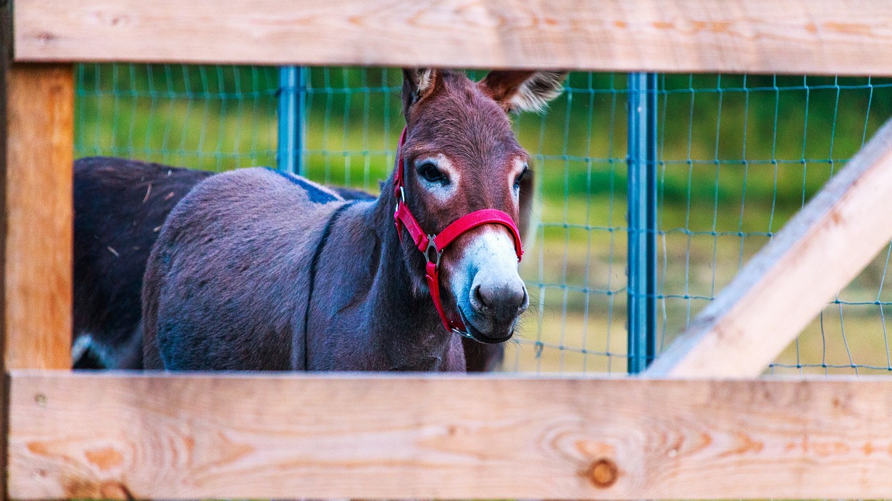 ¿Cuánto tiempo vive un burro enano?