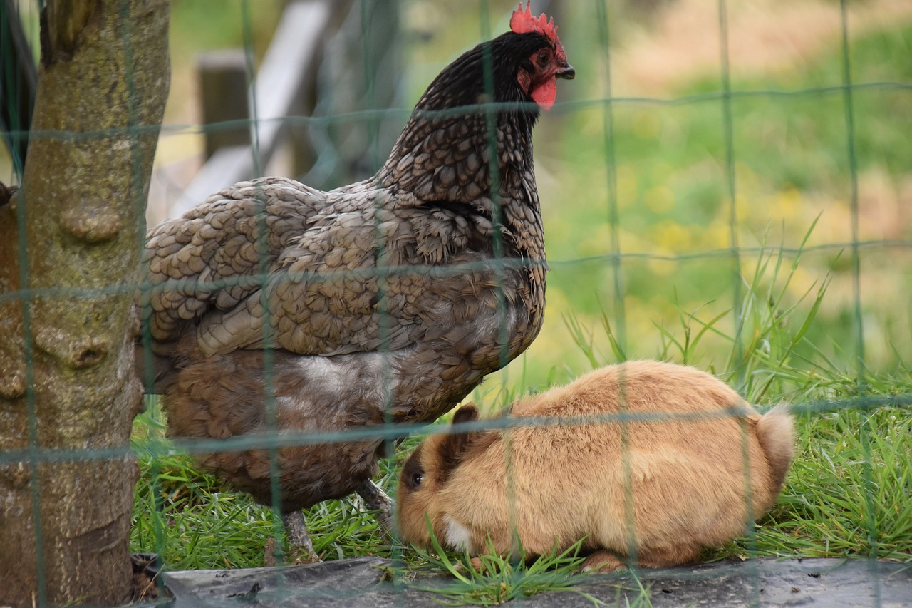 ¿Cuántos huevos pone la gallina enana?