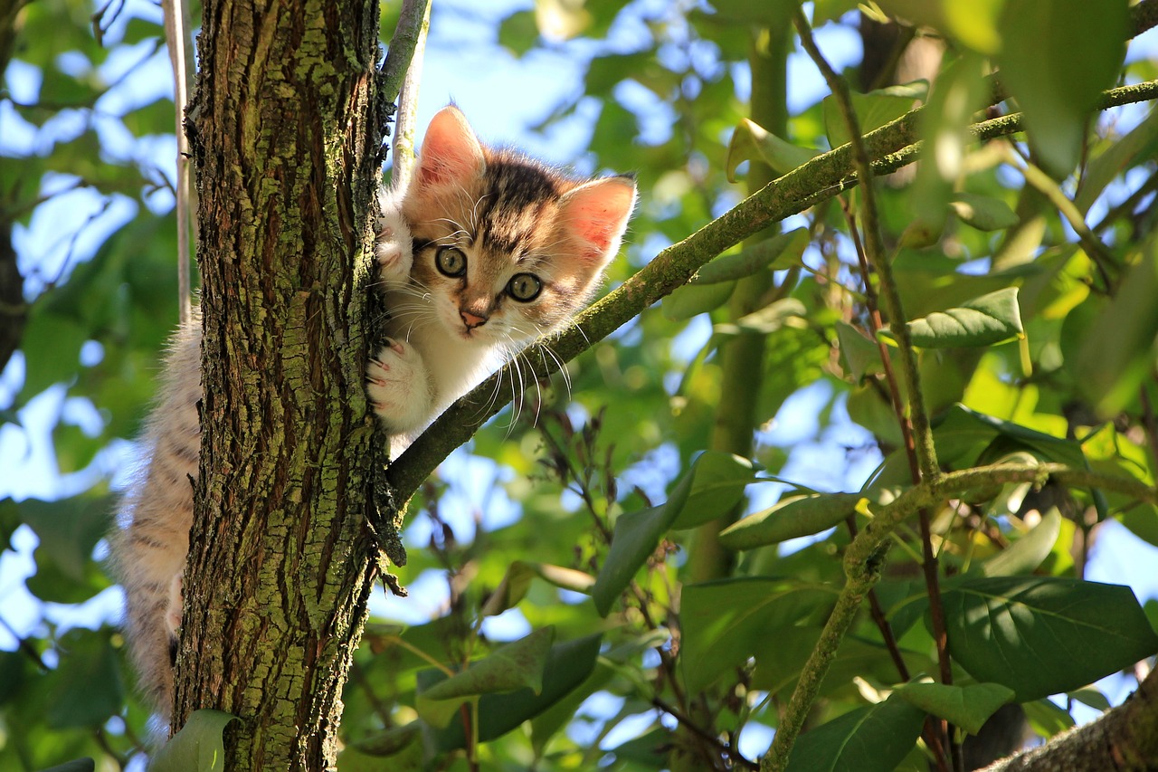 ¿Por qué mi gata no entra en celo?