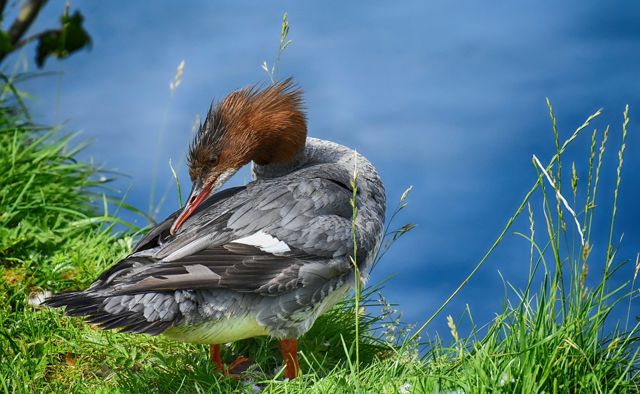 ¿Qué color es el pato doméstico?