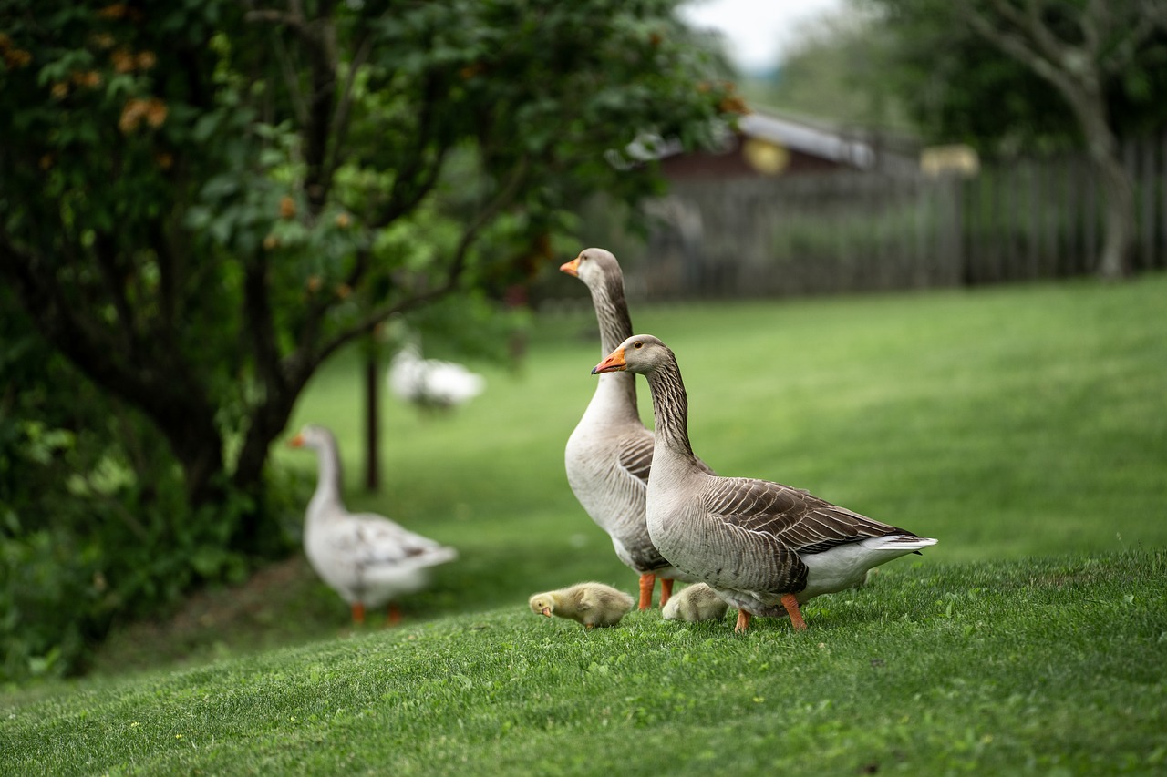 ¿Qué pasa si ayudo a un pollito a salir del cascarón?