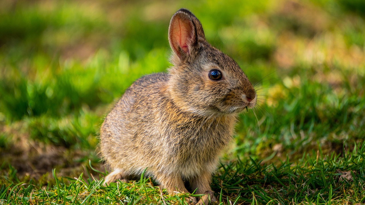 ¿Qué pipeta sirve para conejos?