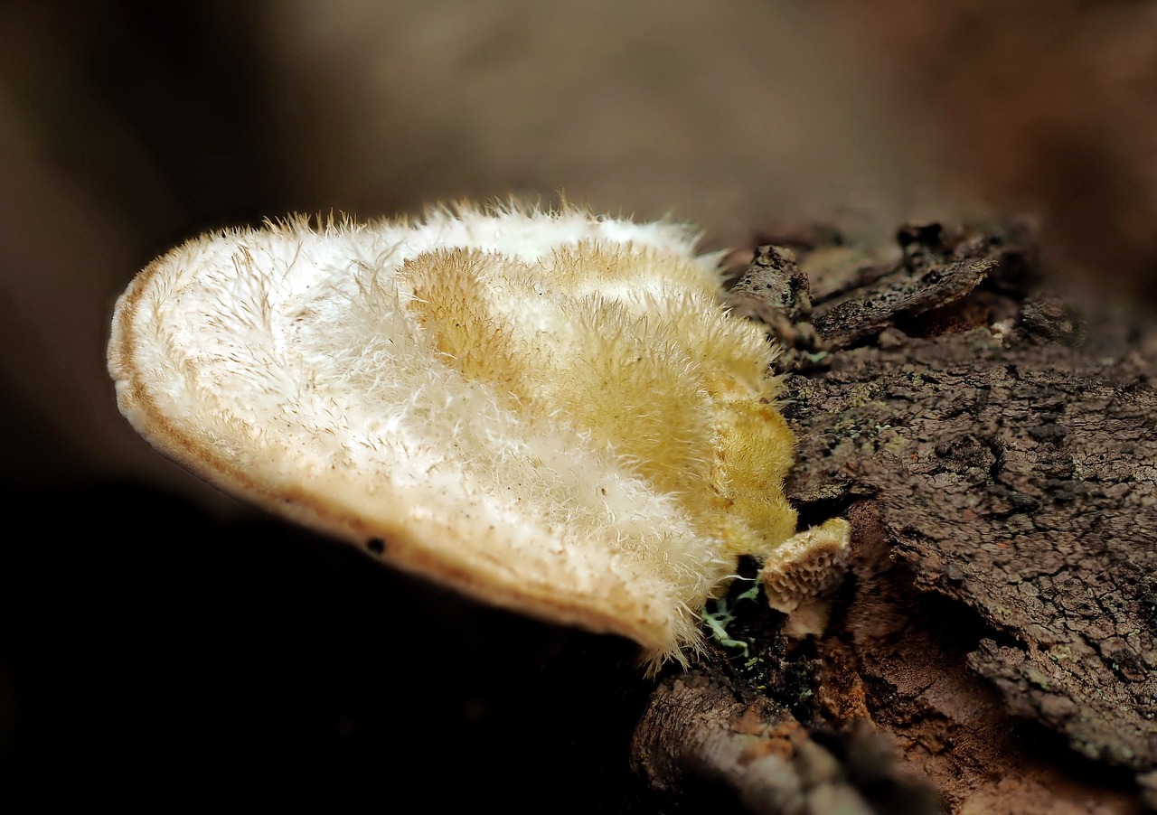 ¿Cómo curar la micosis en aves?