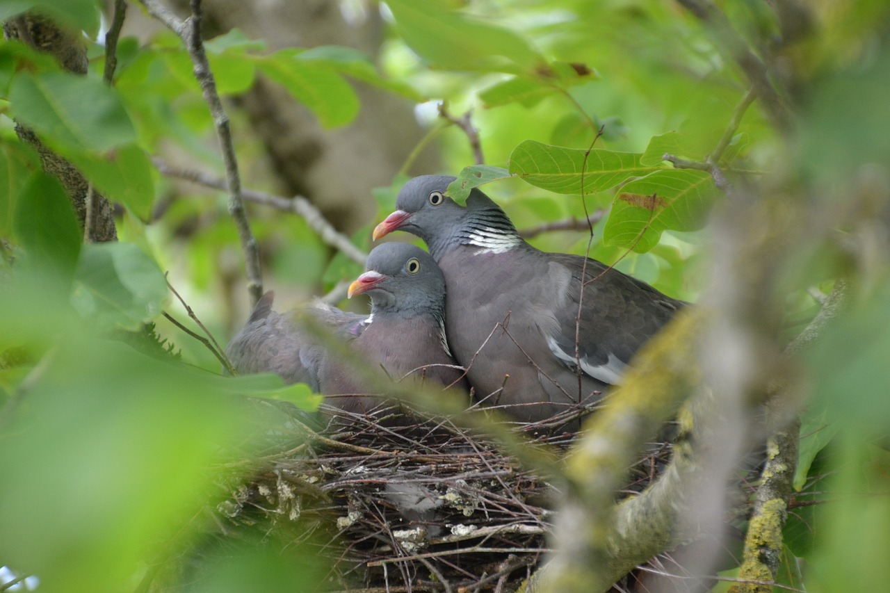 ¿Cómo deshacerse de un nido de palomas?