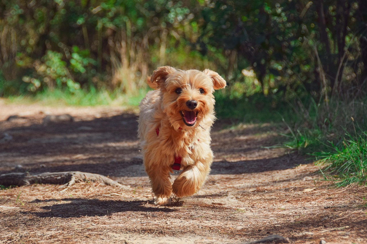 ¿Cómo saber si un yorkie va a ser pequeño?