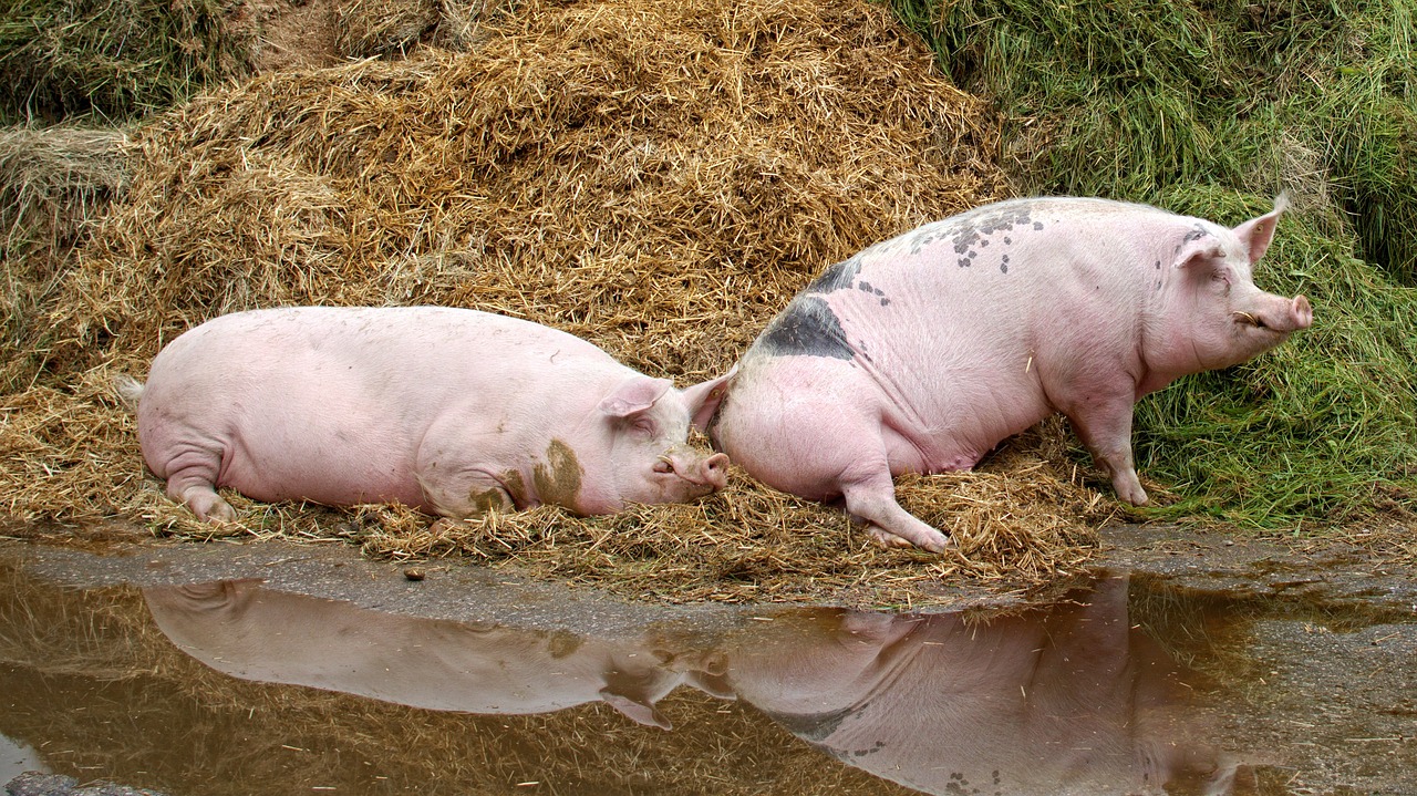 ¿Cómo sembrar sin arar la tierra?