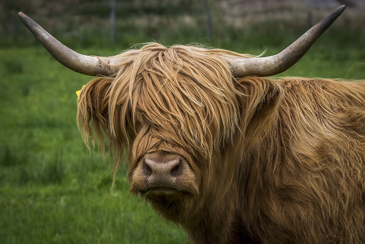 ¿Cuál es la raza de vaca más pequeña?