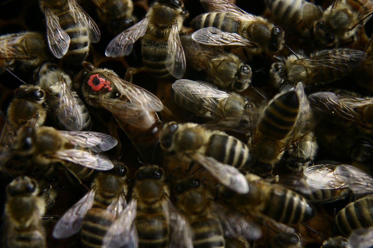 ¿Cuántas abejas reinas pueden vivir en una colmena?