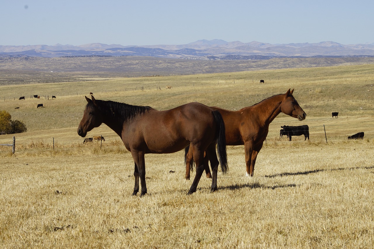 ¿Cuánto cuesta un caballo Appaloosa?