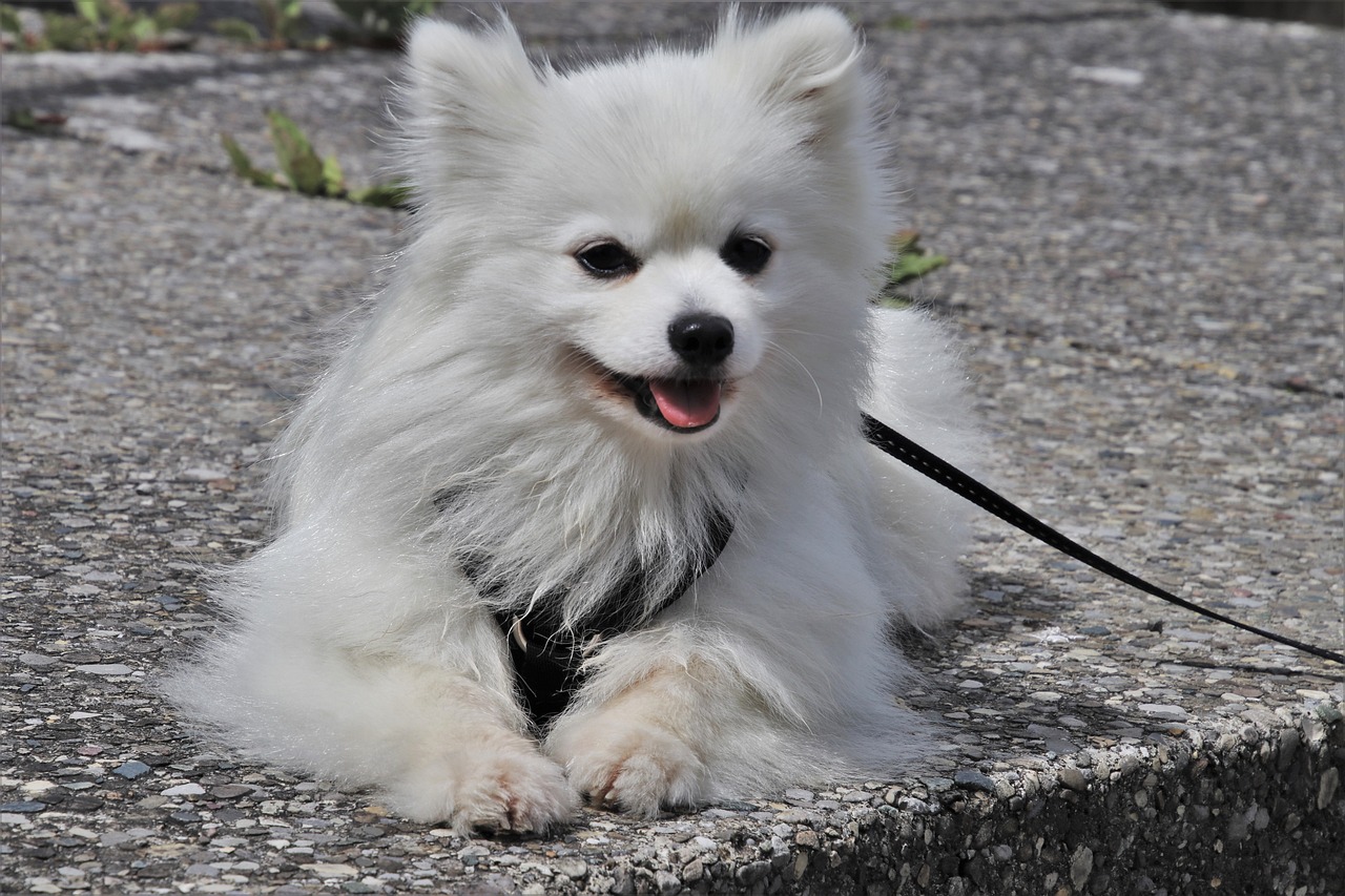 ¿Cuántos cachorros puede tener una Pomerania primeriza?