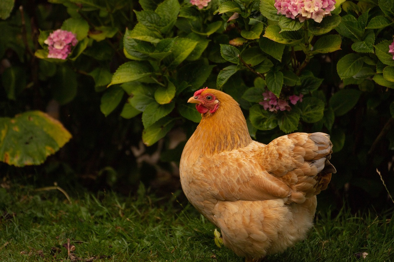 ¿Cuántos huevos pone una gallina ponedora roja?