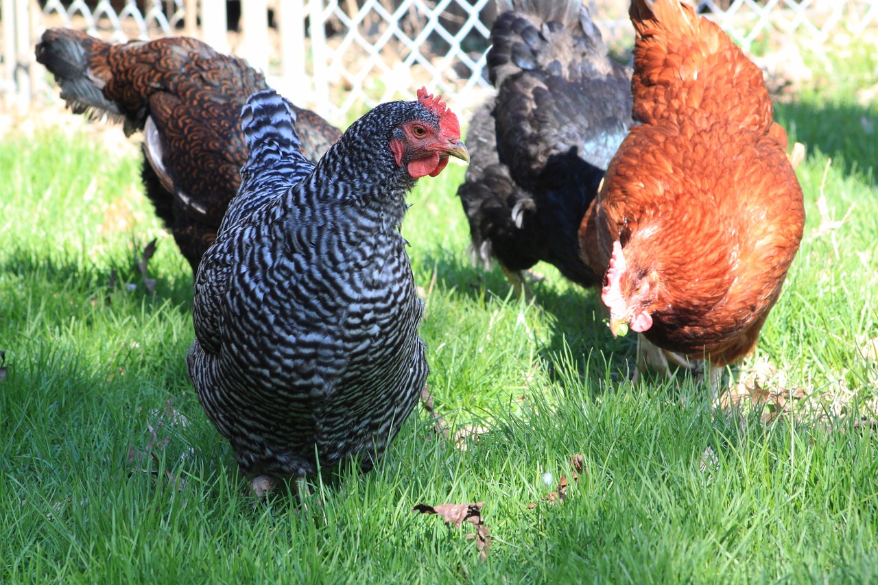 ¿Cuántos huevos ponen las gallinas barradas?