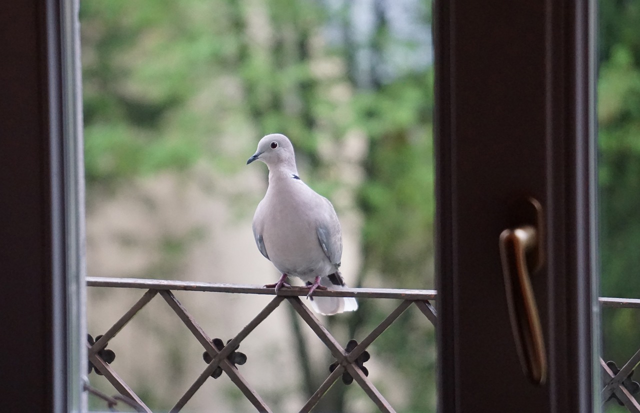 ¿Dónde se pueden encontrar las palomas?