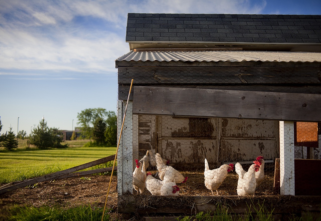 ¿Qué poner en el techo de un gallinero?