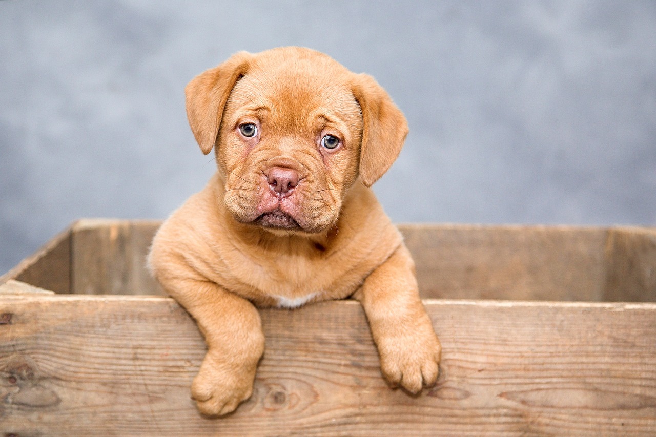 ¿Qué precio tiene un cachorro teckel?