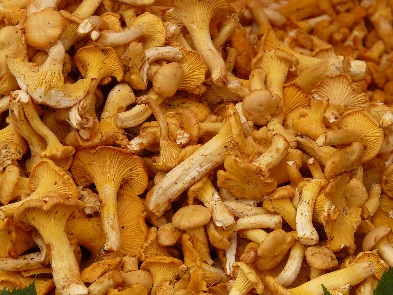 ¿Cómo conservar Cantharellus cibarius?