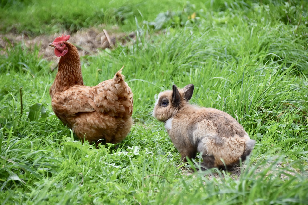 ¿Cómo se llaman las gallinas enanas?