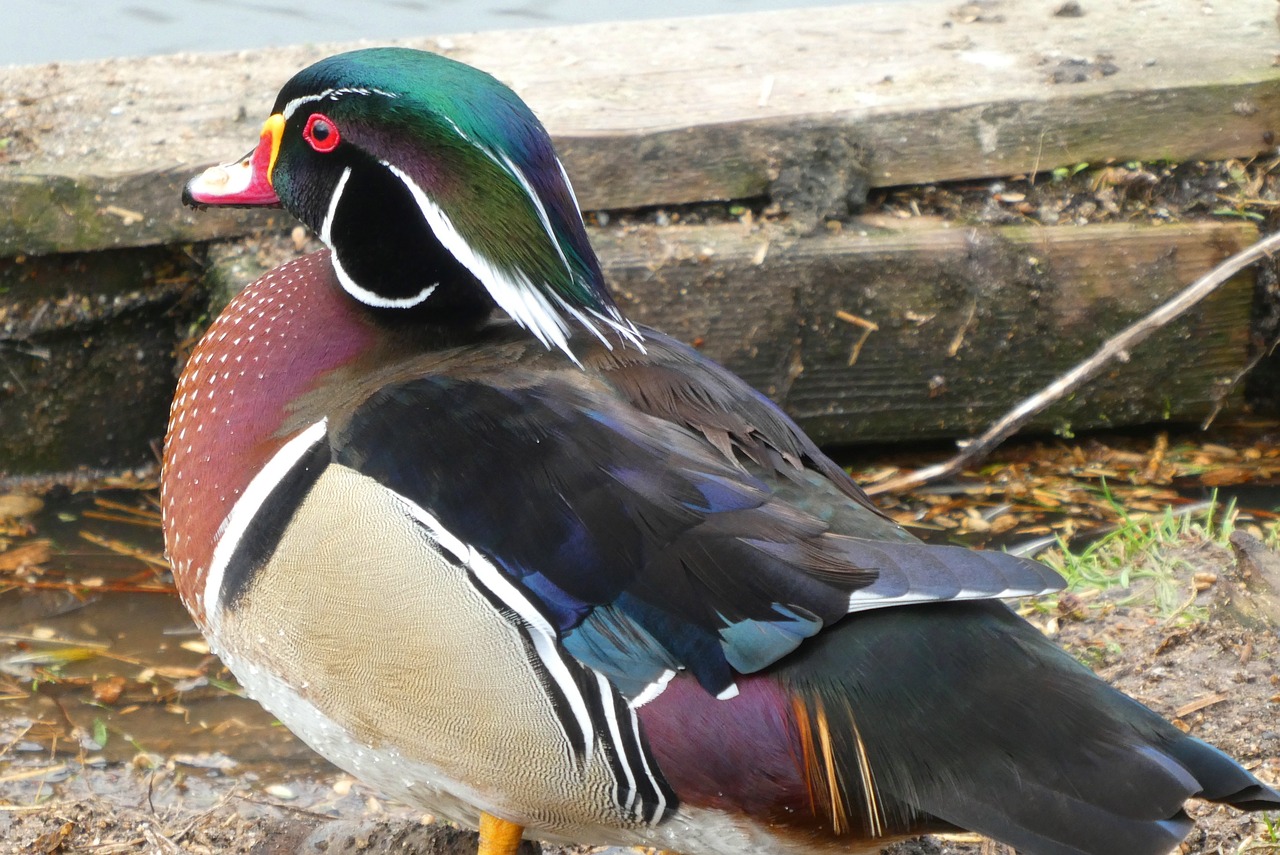 ¿Cómo son los patos Carolina?