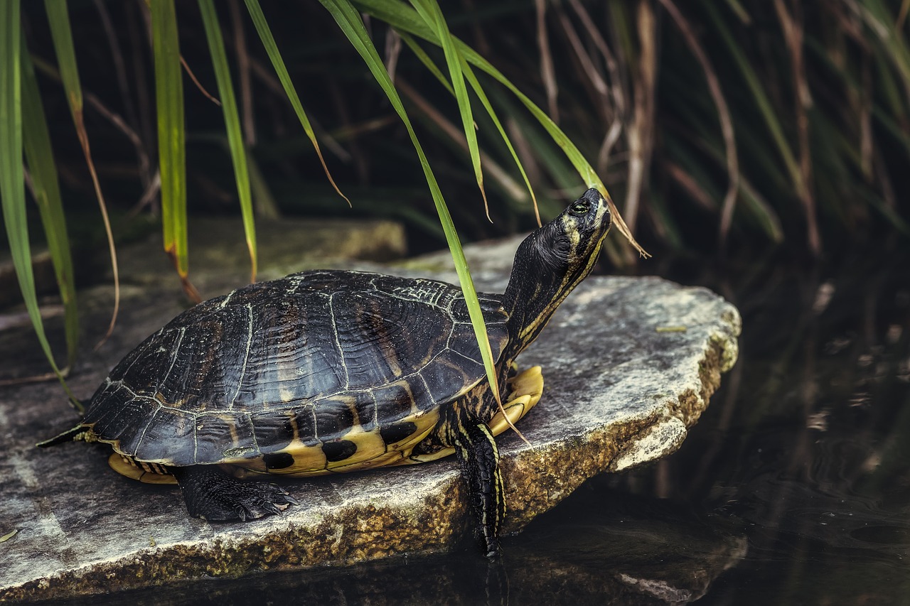 ¿Cuál es la mejor tortuga para mascota?