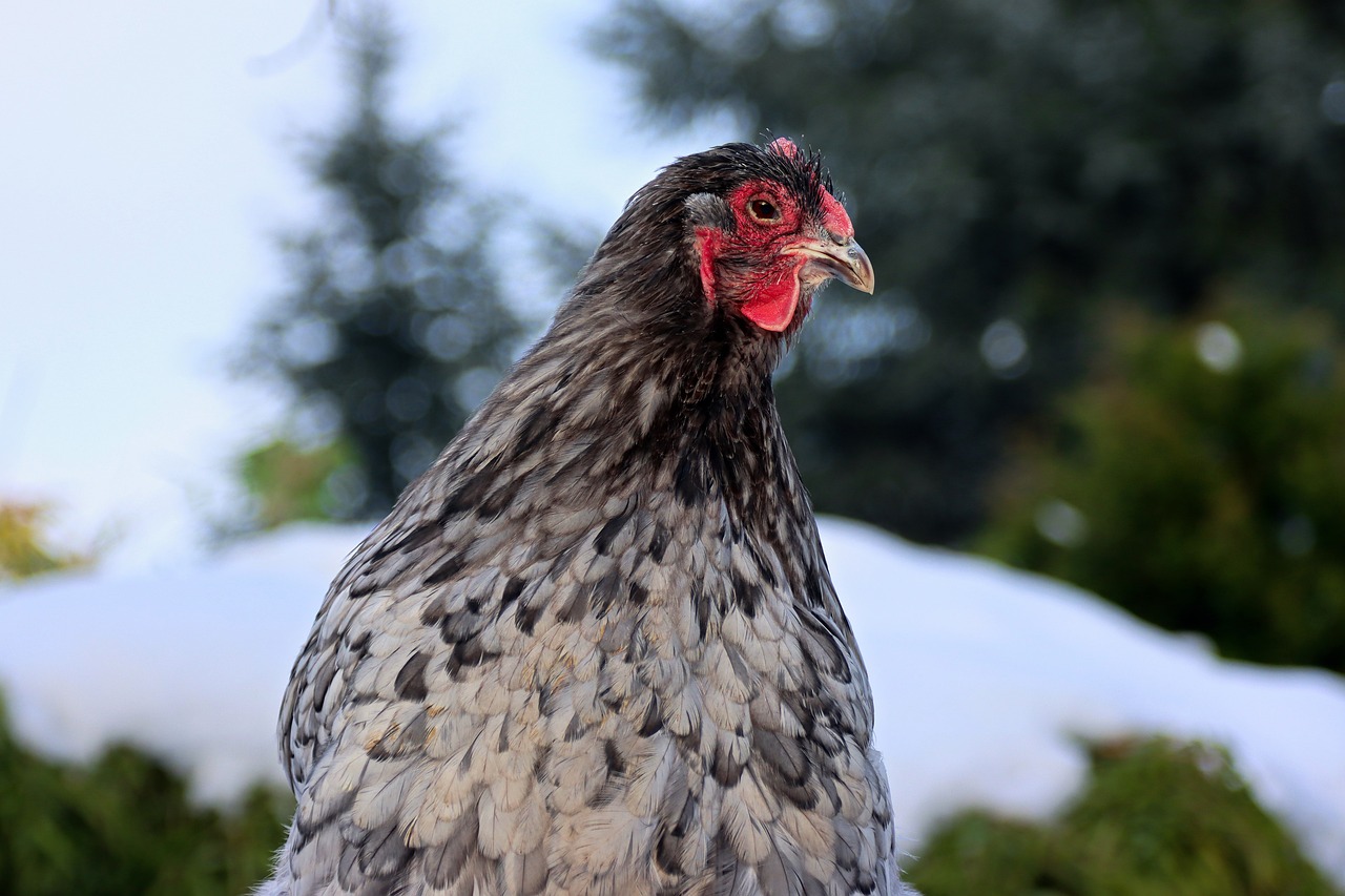 ¿Cuáles son los tipos de razas de gallinas?