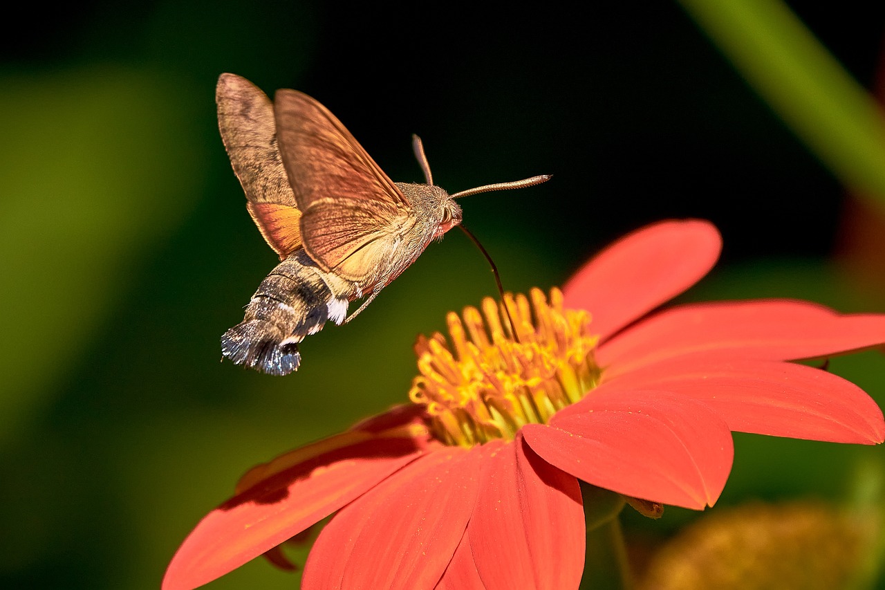 ¿Cuándo es la época de cría de las palomas?