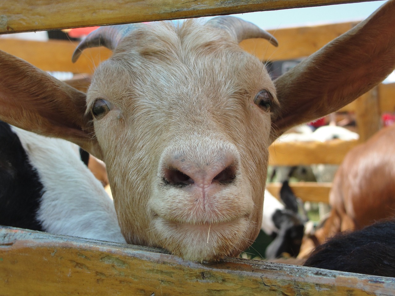 ¿Cuánto tiempo hay que hervir la leche de cabra?