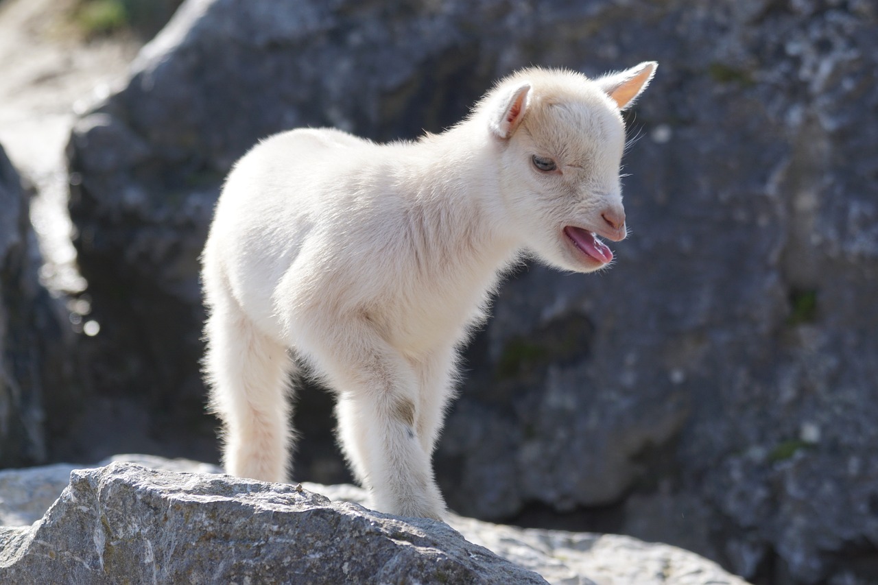 ¿Cuánto tiempo viven las cabras enanas?