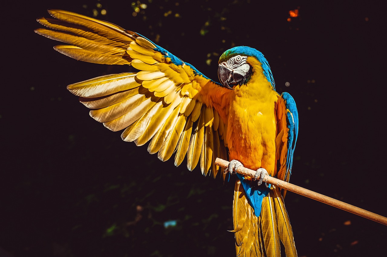 ¿Qué aves producen leche?