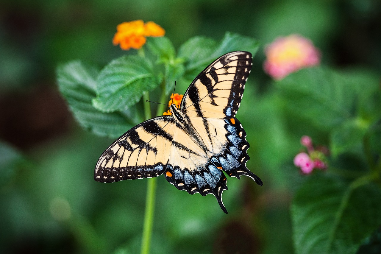 ¿Qué insectos elimina el zotal?