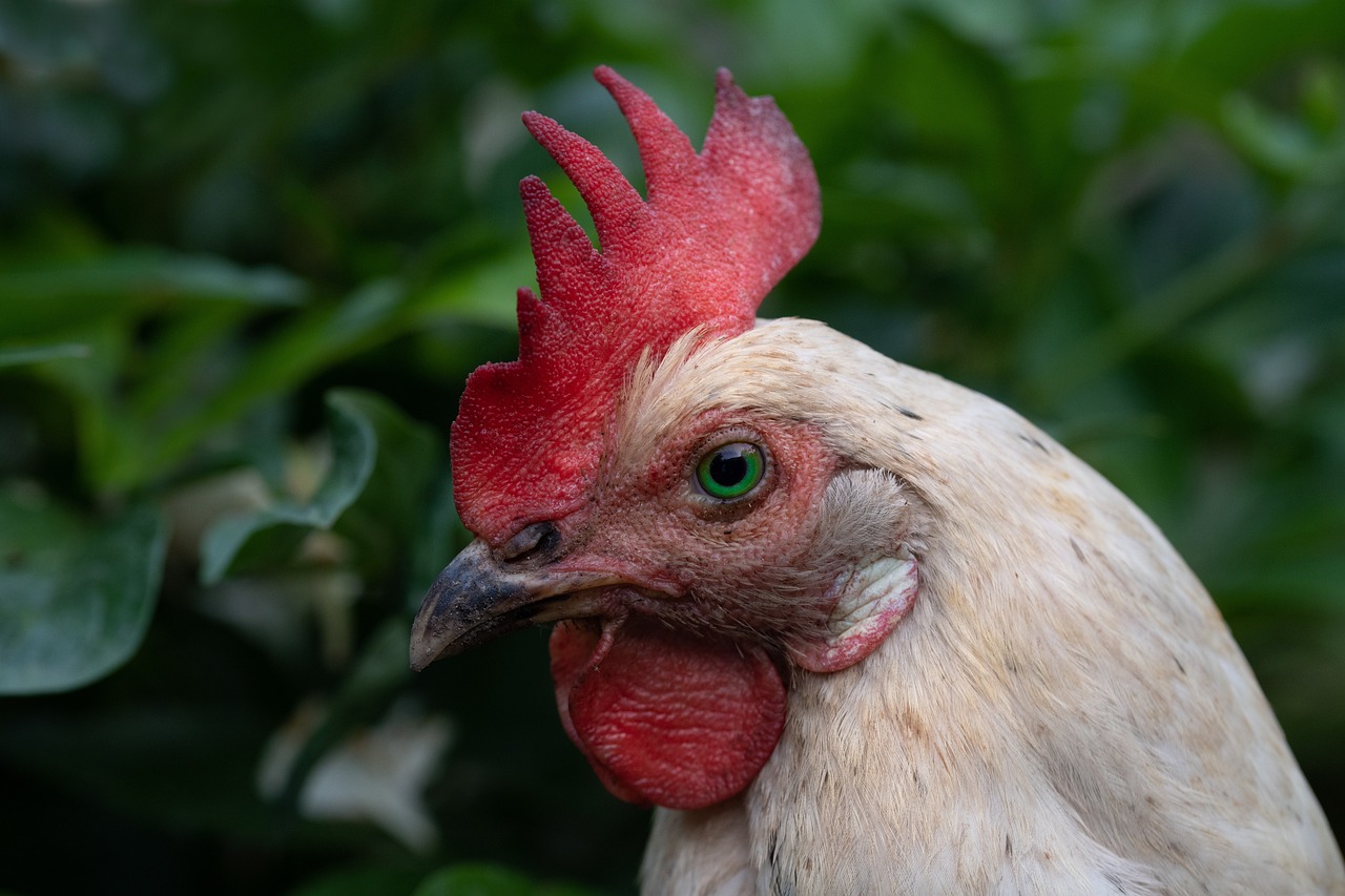 ¿Cómo es una gallina inglesa?