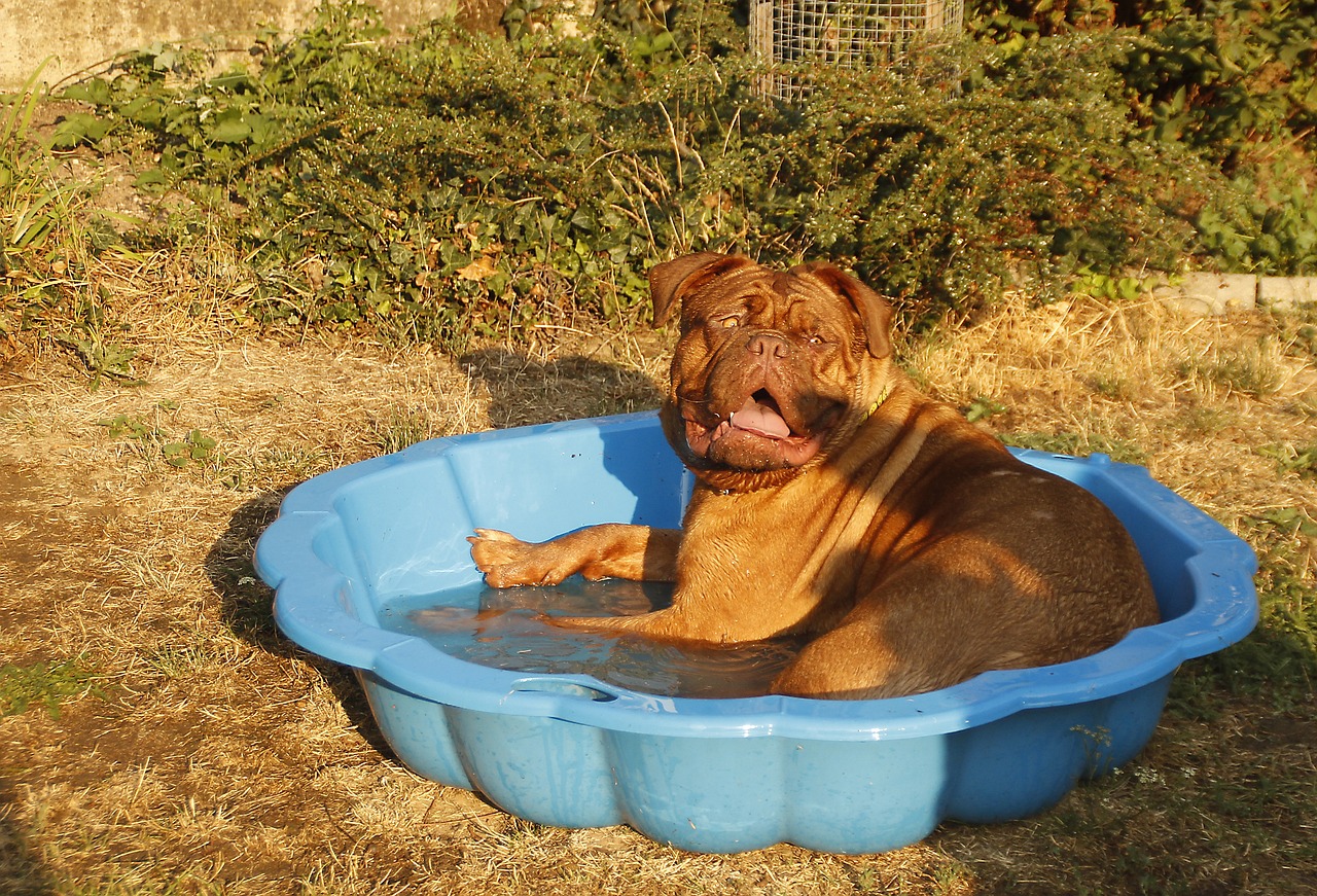 ¿Cuánto cuesta un mastín perro?