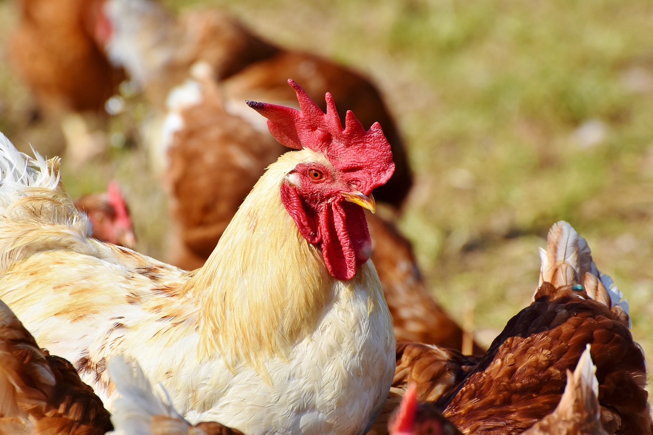 ¿Por qué mi gallo no puede caminar?