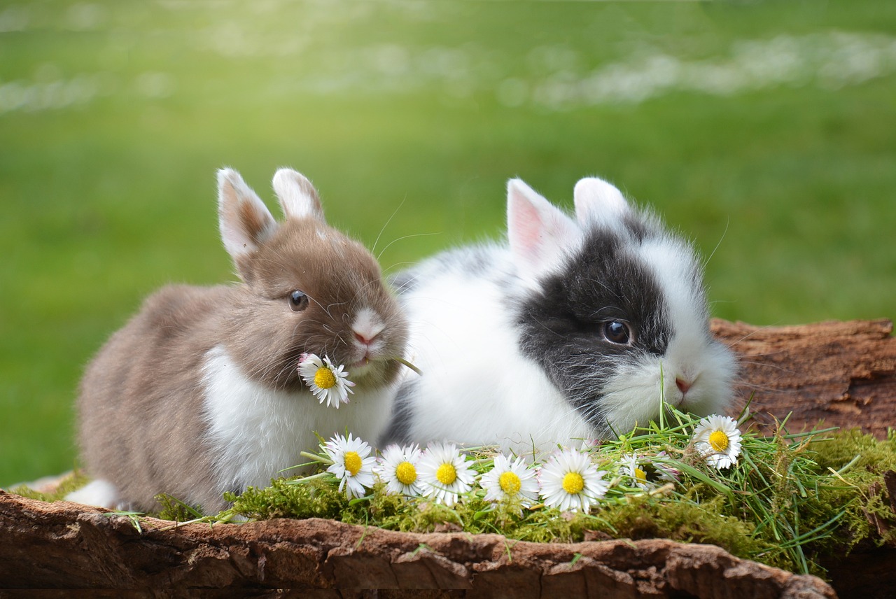 ¿Cómo hacer feliz a un conejo enano?
