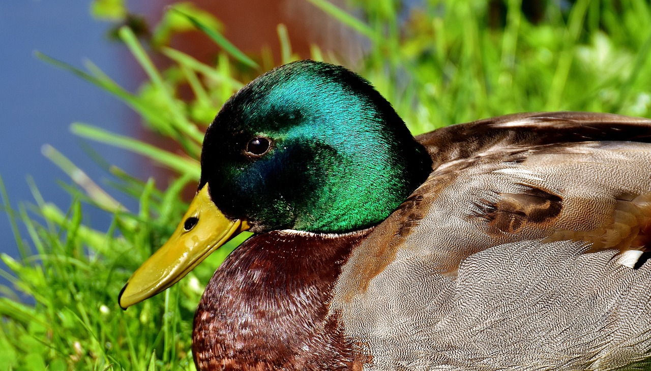 ¿Cómo se conoce el pato macho?